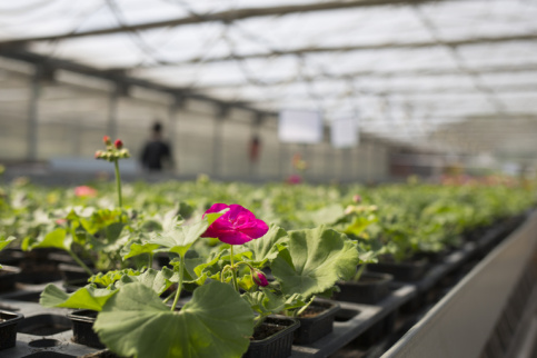 Focus sur les plantes dans les serres
