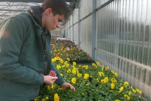 Un jeune en train de travailler les plantes dans les serres 