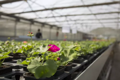 photo d'une fleur dans les serres de Saint-Jean